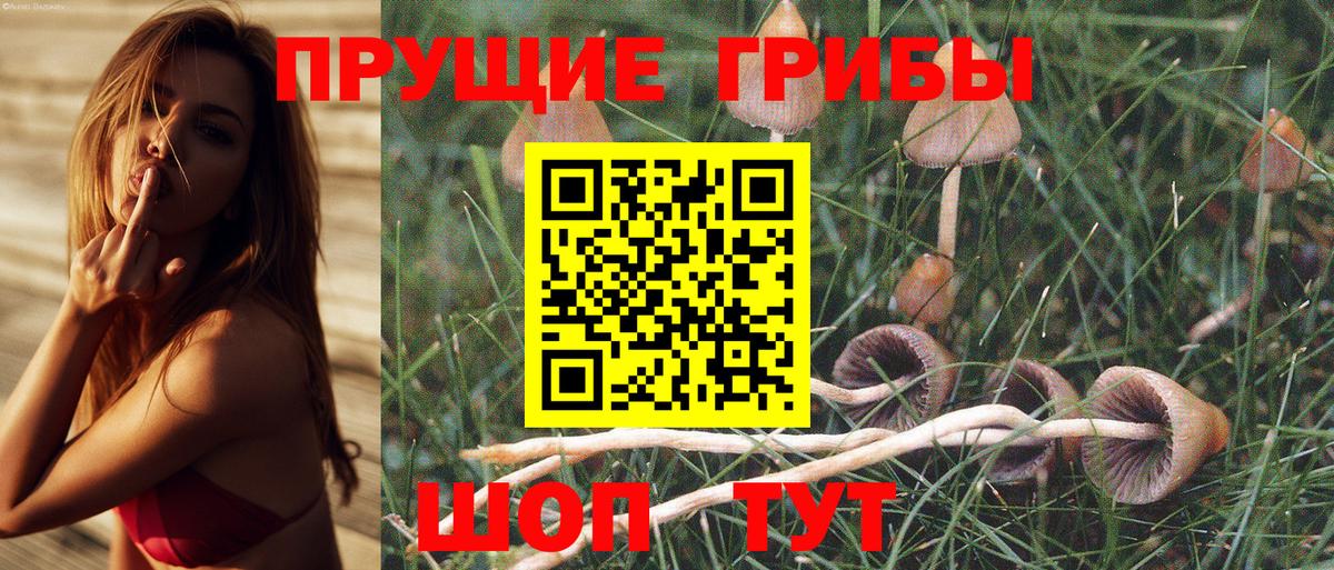 Галлюциногенные грибы Psilocybe Луга